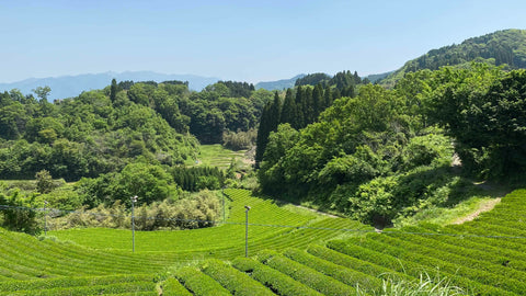 Your partner for top-quality Japanese tea and tea accessories